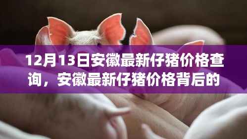 安徽最新仔猪价格行情及背后自然美景探索揭秘