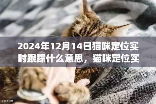 技术革新下的宠物关爱,猫咪实时定位跟踪技术解析,2024年12月14日纪实报道