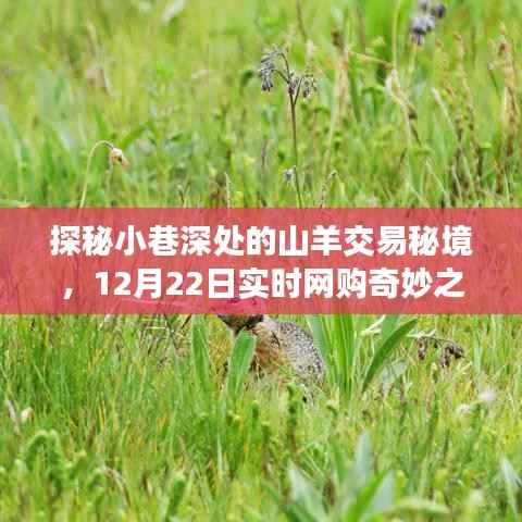探秘小巷深处的山羊交易秘境,一场独特的实时网购奇妙之旅(12月22日)