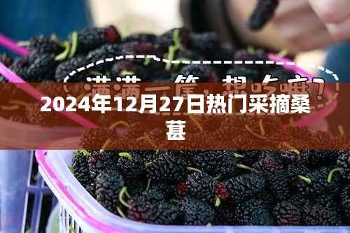 2024年桑葚采摘热潮日,12月27日探寻果实之美