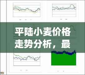 平陆小麦价格走势分析,最新行情报告揭示市场动态