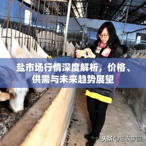 盐市场行情深度解析，价格、供需与未来趋势展望