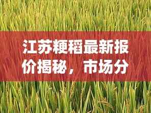 江苏粳稻最新报价揭秘，市场分析展望，掌握稻谷市场动态