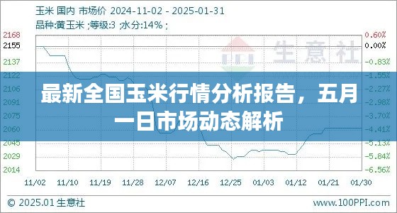 最新全国玉米行情分析报告,五月一日市场动态解析