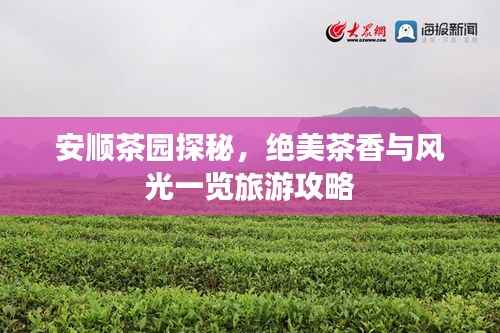安顺茶园探秘,绝美茶香与风光一览旅游攻略