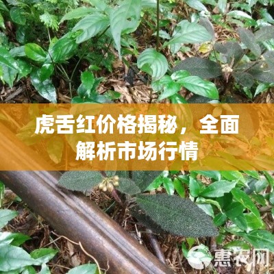 虎舌红价格揭秘，全面解析市场行情