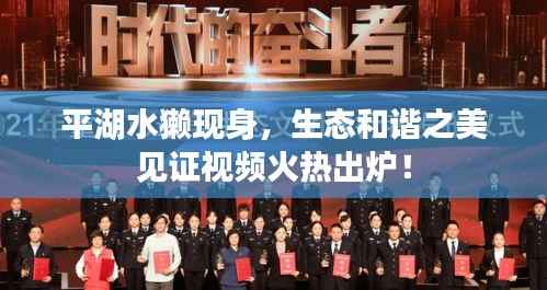 平湖水獭现身，生态和谐之美见证视频火热出炉！