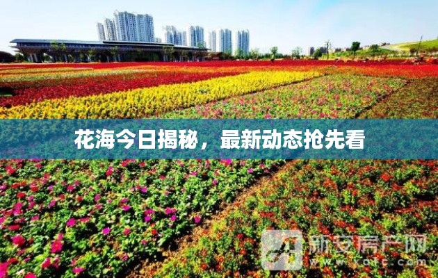 花海今日揭秘，最新动态抢先看